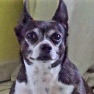 Meet your Posher, Ozzy